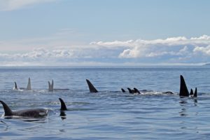 This group of orca or killer whales was comprised of over two dozen animals! Its always a welcome sight and exhilarating when we cross paths with a group of orca.